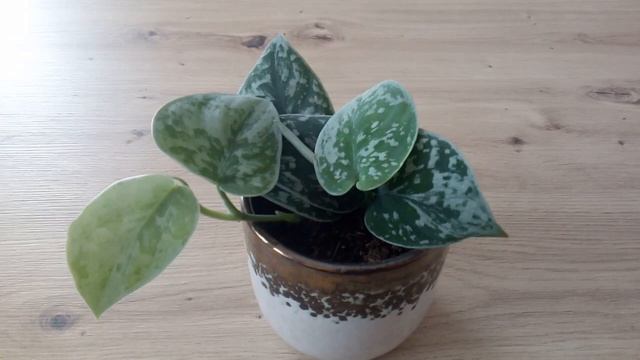 SCINDAPSUS PICTUS Silver Ann? W Telegraficznym Skrócie