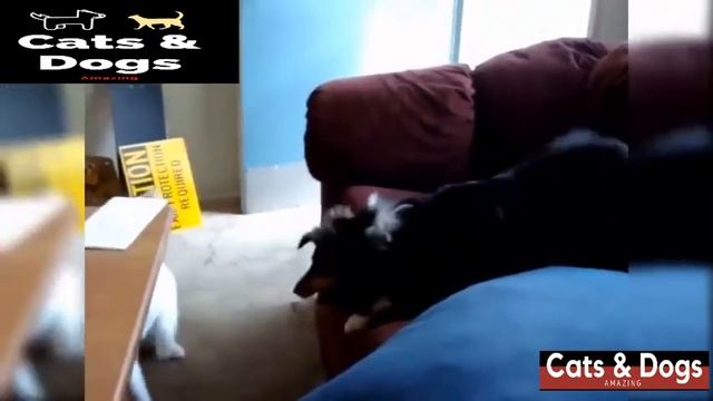 ?Gatos contra Perros??, Todo empieza con un Juego, perooooo.??♀️ смотреть онлайн