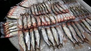 СЕЛЬДЬ ДОНСКАЯ! Выпуск №650