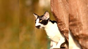 Ориентальная кошка. Плюсы и минусы, Цена, Как выбрать, Факты, Уход, История