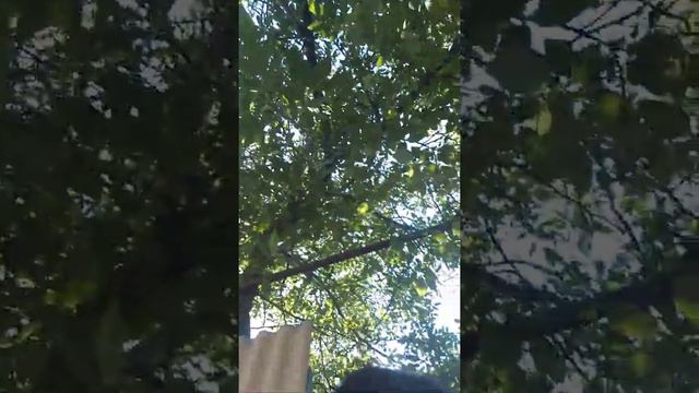 Дружные мопсы смотреть онлайн