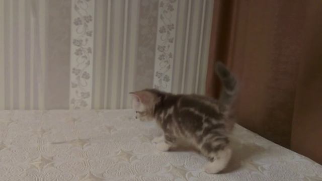 Лиловый мраморный скоттиш-страйт смотреть онлайн
