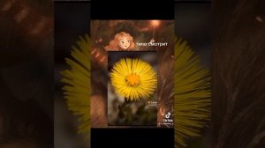 ?советы почти только для травниц?♀️ 2 видео для ведьм