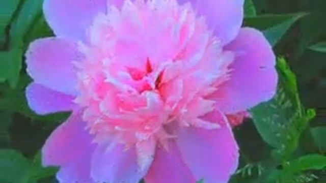 44   МЕЛОДИИ ЦВЕТОВ ПИОНЫ