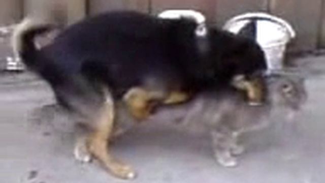 Смешное видео Собаки и коты смотреть онлайн