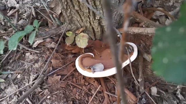 如何寻找西班牙野生灵芝？¿Cómo Buscar Ganoderma Applanatum? смотреть онлайн