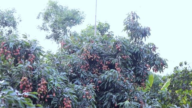 Litchi Garden with Ripe Litchi | Awesome Fruits смотреть онлайн