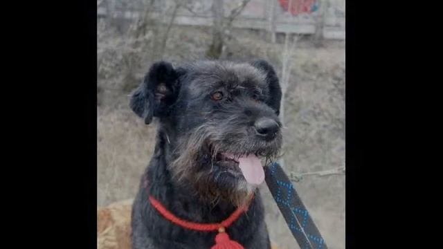 Джессика, метис ризеншнауцера 1, 5 годика смотреть онлайн