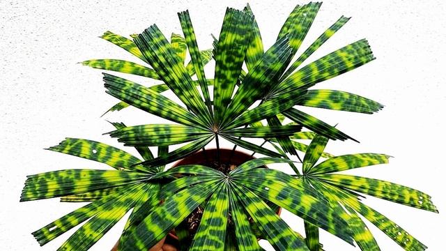 Beautiful leaves, leaf paper (HD1080p) смотреть онлайн