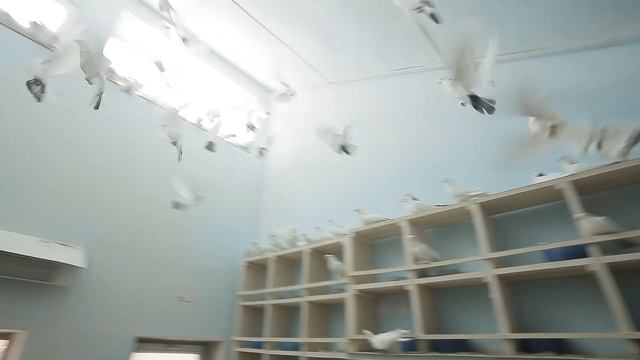 Бакинские голуби 1 смотреть онлайн