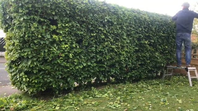 Quick Trim Beech Hedge.Stihl Hs45
