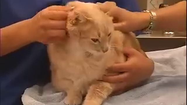 How To Apply Soft Paws - LazyPaw Animal Hospitals смотреть онлайн