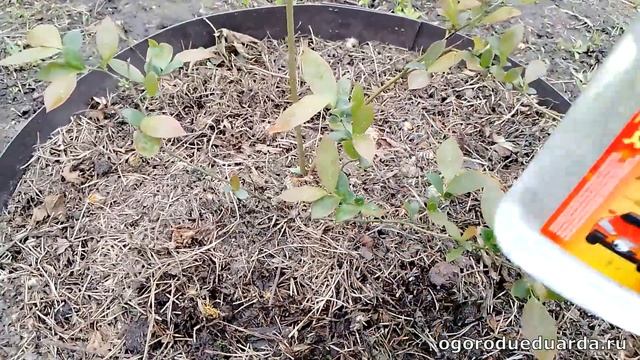 Быстрый способ подкислить почву для голубики. смотреть онлайн