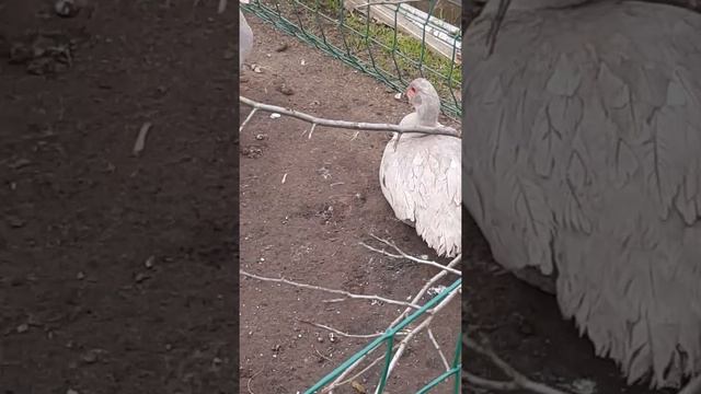 жемчужные индоутки. смотреть онлайн