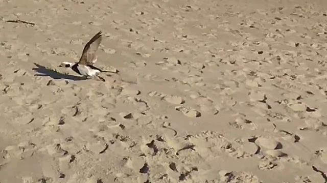 Моря́нка греется на пляже. смотреть онлайн
