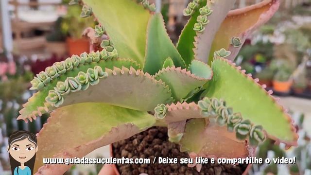 Kalanchoe Laetivirens: Um Guia Desta Suculenta