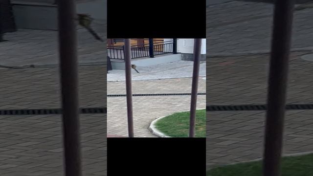 Стрикозочка