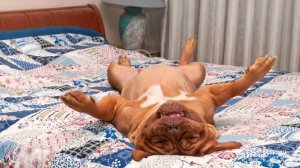 ПОЧЕМУ ПОЯВЛЯЮТСЯ ВШИ НА ГОЛОВЕ