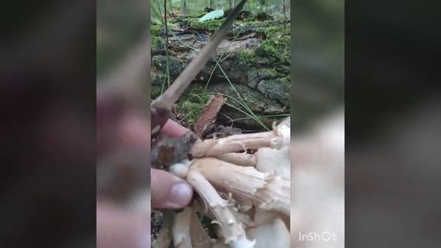 Отличие ложных опят от опенка сьедобного смотреть онлайн