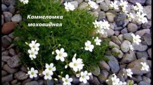 Первые весенние цветы Крыма.  Вальс цветов.  Учим названия цветов.