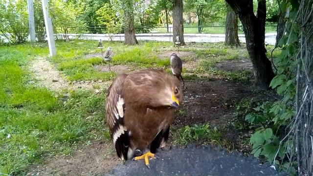 Птица в заповеднике Галичья гора смотреть онлайн