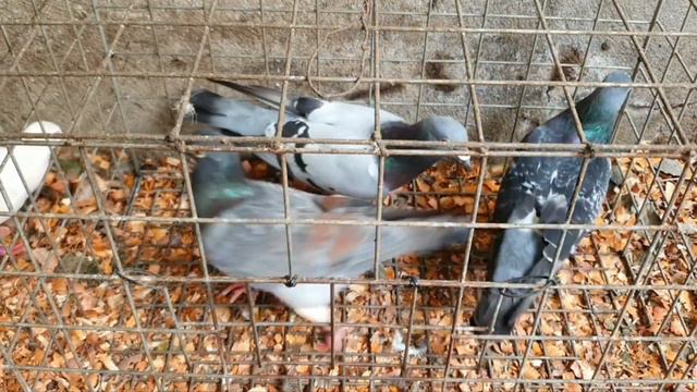 Indigo Pigeons of Terboy Loft | Difference between indigo and red смотреть онлайн