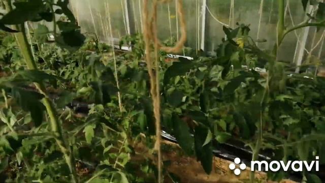 Обход участка..капусте ничего не стало смотреть онлайн