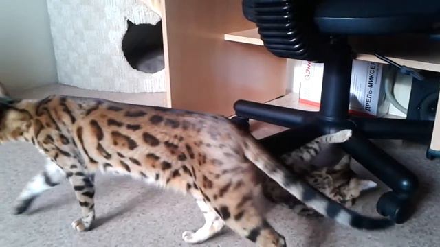 Юката, бенгальский котенок смотреть онлайн