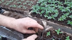 ВСЕГДА ВЫРАЩИВАЮ ВЕРБЕНУ И ПИКИРУЮ ТОЛЬКО ТАК шикарный цветок для клумбы