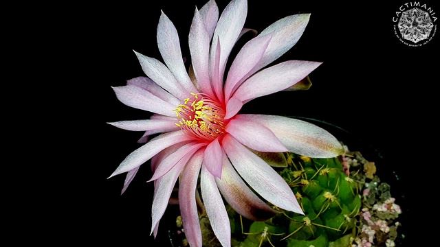 Cactus Blooms | The May Flowers | #Cactus & #Succulent Collection смотреть онлайн