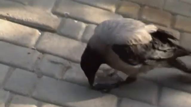 Ворона, во чудило аж смешно :))) смотреть онлайн
