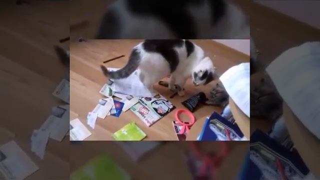 воспитание младшего брата смотреть онлайн