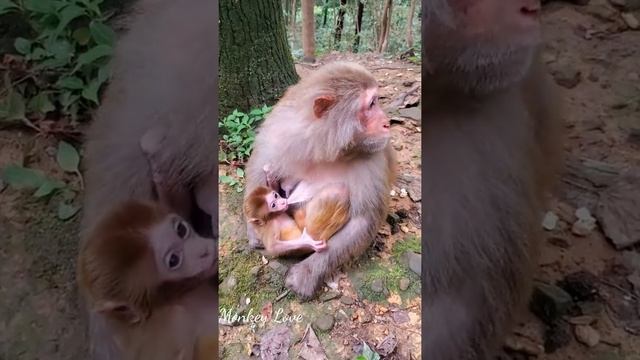 Young Mother Monkey Don't Know How To Care Newborn Baby! Cries Loud Need Some One Help смотреть онлайн