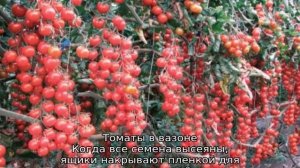 Томат Свит черри