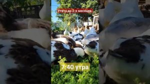 7:40 утра! Пора на завтрак. #утки #мясо #village #köy #деревня #село #жизньвдеревне #утята #дача