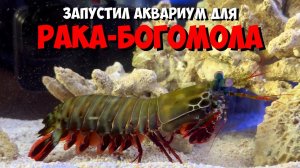 Запустил аквариум для рака-богомола | Морской аквариум
