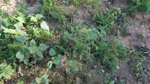 Гербицид сплошного действия для обработки железнодорожных путей.  Отзыв.