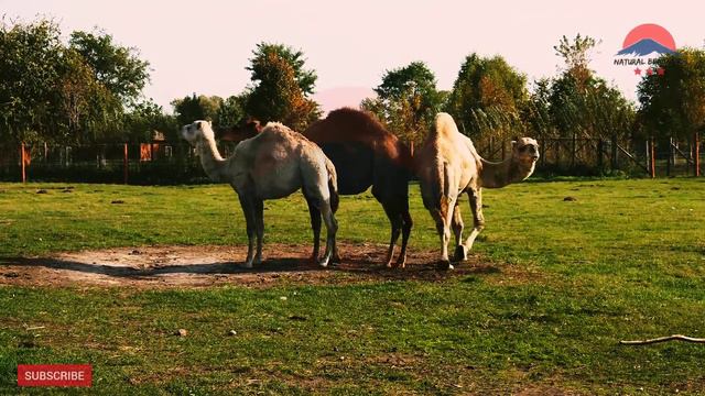 #Camel Most Beautiful Camel | Wild Camels | Desert Animals смотреть онлайн