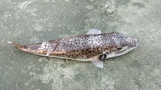 Рыбалка в Алании Турции. Попался большой иглобрюх. Тетрадон