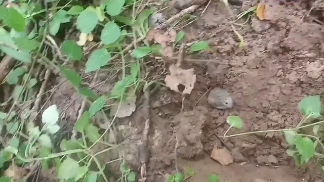 Расыпухи монет по всему лесу! смотреть онлайн