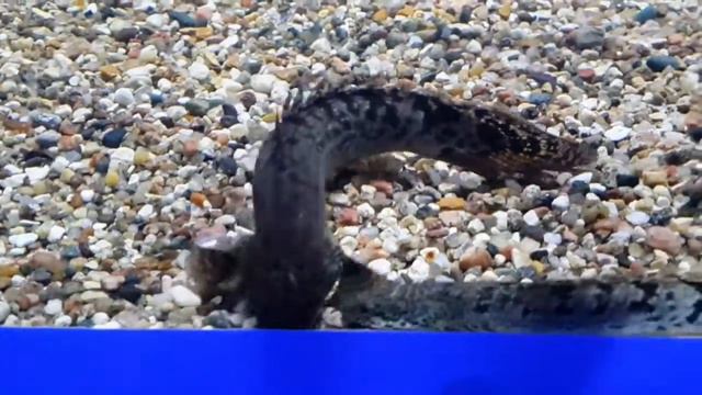 Полиптерус дельгези (Polypterus delhezi) смотреть онлайн
