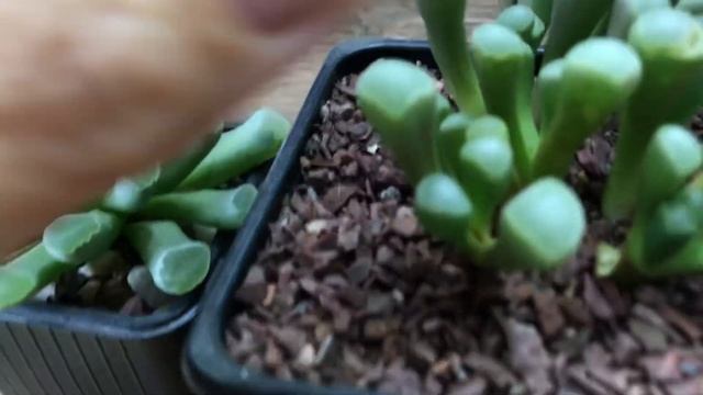 Фрития (Frithia) & фенестрария (Fenestrariya). Похожие и такие разные. Живые почти камни. смотреть онлайн