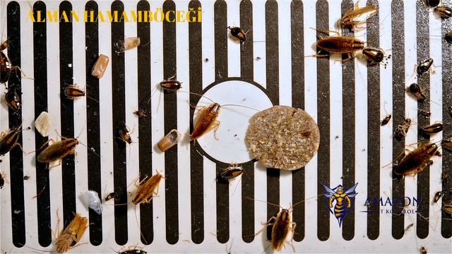 Alman Hamamböceği ( Blattella Germanica ) смотреть онлайн