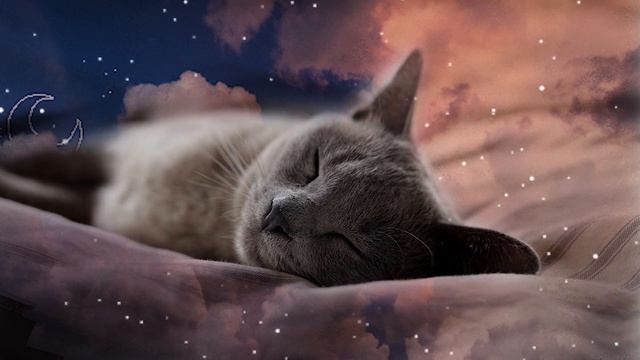 KITTEN LULLABY music for cats 1 hour смотреть онлайн