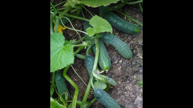 Профессиональные семена: огурцы Герман и Кураж смотреть онлайн