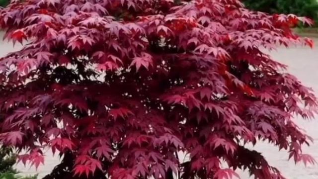 Деревья и кустарники для МАЛОУХОДНОГО САДА смотреть онлайн