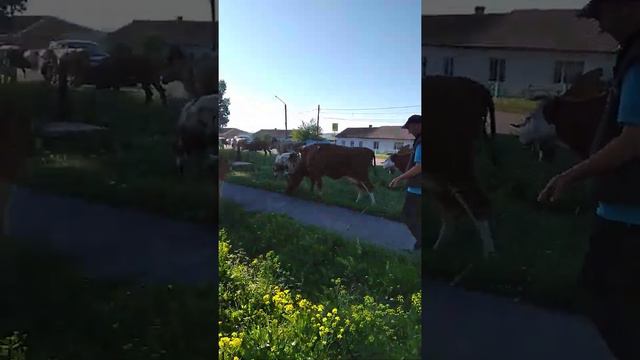 пастух на лошади 🐎 и наши коровы,такое теперь вы редко увидите. смотреть онлайн