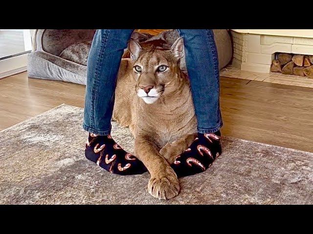 Семейная фотосессия с пумой Месси! Как Месси встретил фотографа? Ждите красивых семейных кадров❤️ смотреть онлайн