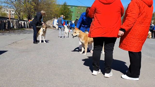 08.05.2023, СПб. Клуб "Триада-Л". Моно СРЕДНЕАЗИАТСКАЯ ОВЧАРКА. Судья - Н.Самсонова смотреть онлайн
