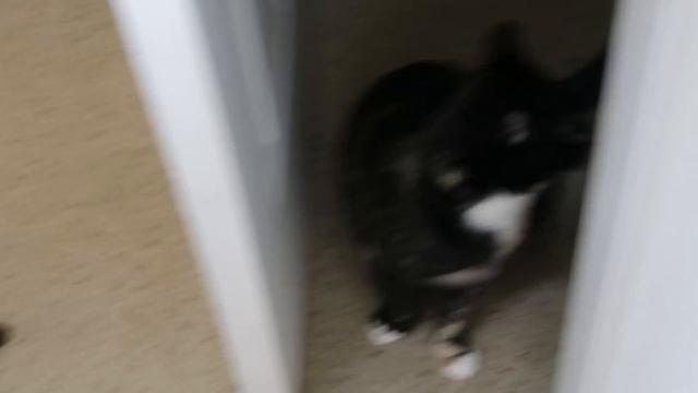 Qipao/Cheongsam Part 1/2: Pattern Drafting смотреть онлайн